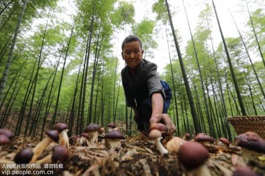 貴州省赤水市復興鎮(zhèn)仁超微粉碎機友村村民在竹林中采摘食用菌