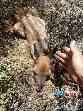 與鹿群不超微粉碎機期而遇